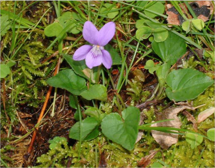 POPULAR PLANT: The common dog violet