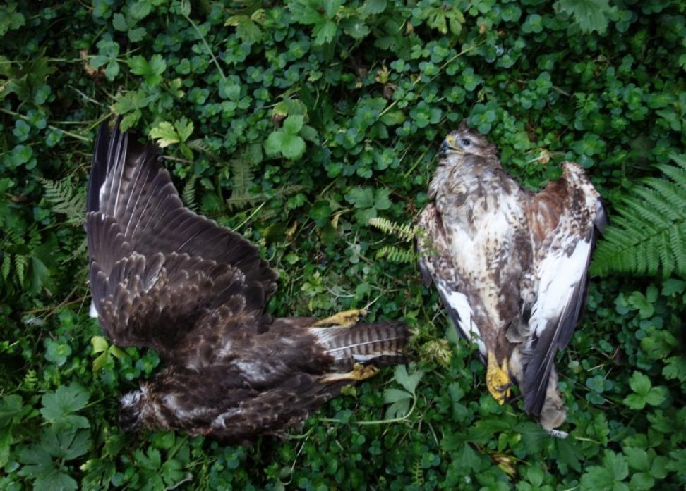 ILLEGALLY KILLED: The buzzards found dead in woodland last year