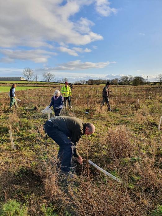 HARD AT WORK: Tree planting in Teesdale has continued despite the difficulties from  Covid-19