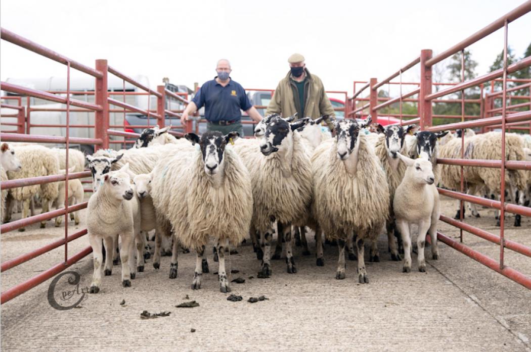 PRIZE PEN: Vendor M Hedley, Sunnycroft, shows his Mule hoggs and lambs at Barnard castle Mart with judge, Bob Richmond, of Leeds