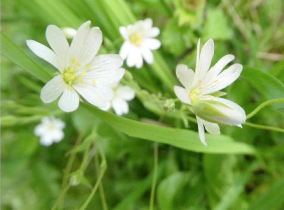 IN THE PINK: Greater stitchwort  	             Picture: Robert Maddison
