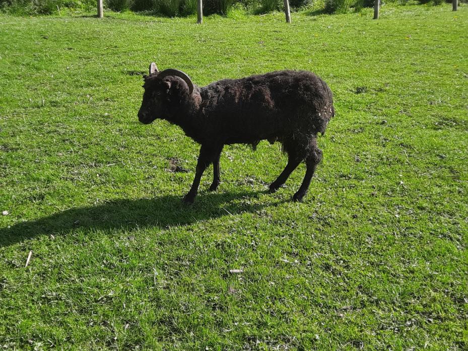 GRAND OLD LADY: Miss Piggy, the Hebridean, on Carol Hamilton’s smallholding is thought to be 22 years old