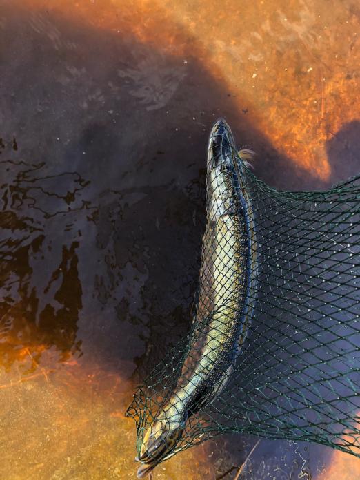 CATCH OF THE DAY: The pike landed by Shane Jackson while fishing on Hury