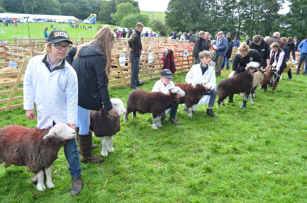 WE’RE BACK: A full schedule of sheep classes for young and old will feature at this year’s Bowes Show on September 11