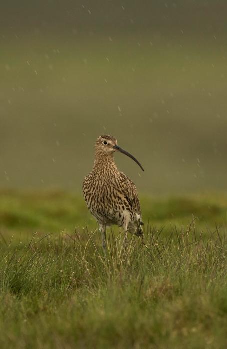 UNDER THREAT: The curlew