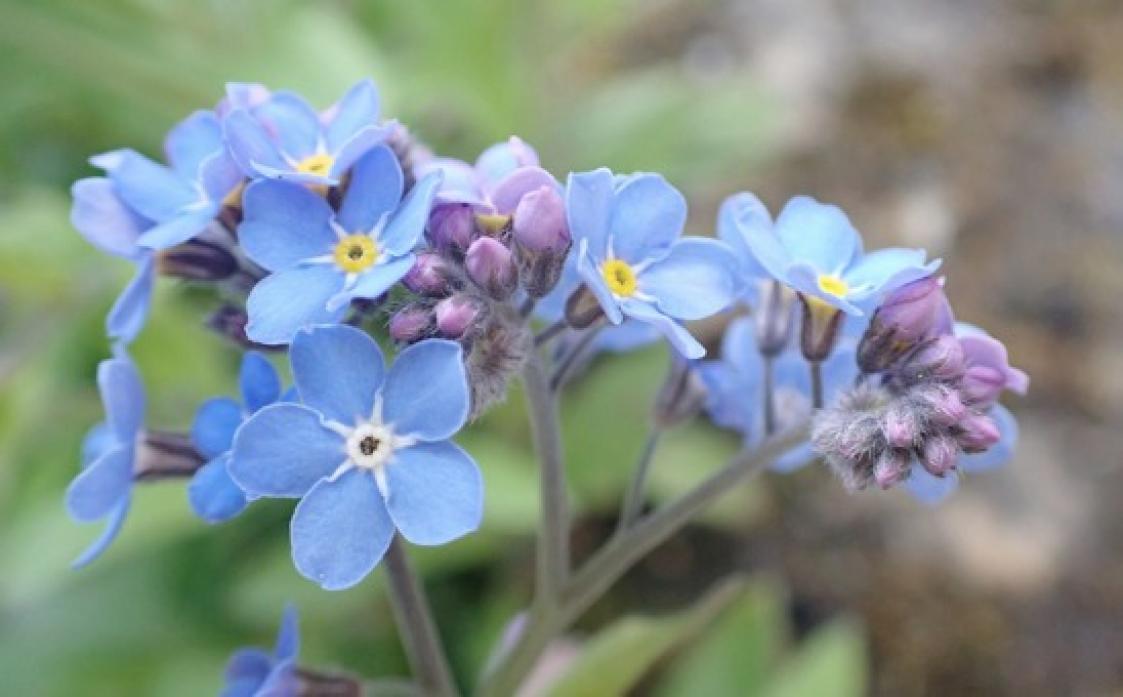 COMMON: Forget-me-nots are recognisable to most of us