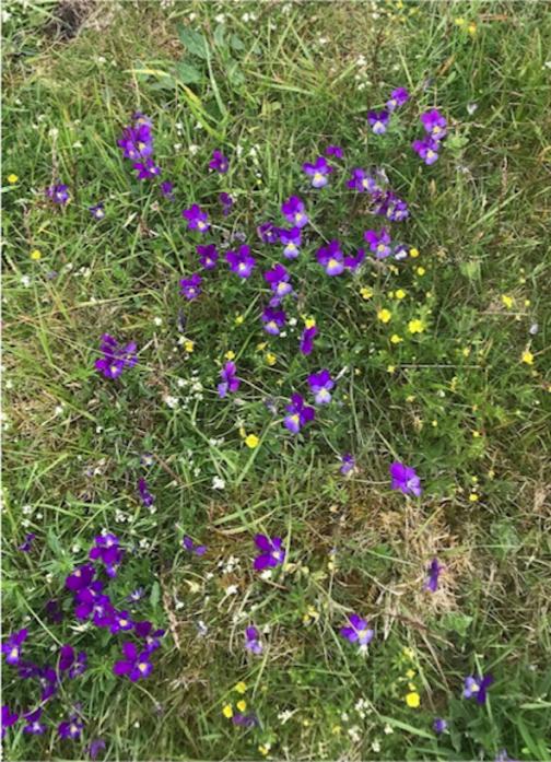 BEAUTIFUL SIGHT: Mountain pansies carpet the North Pennines