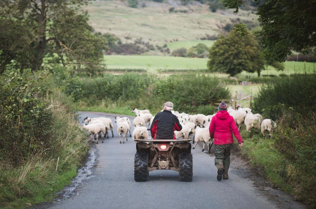 HEDGES: Country lanes are soon to get a trim