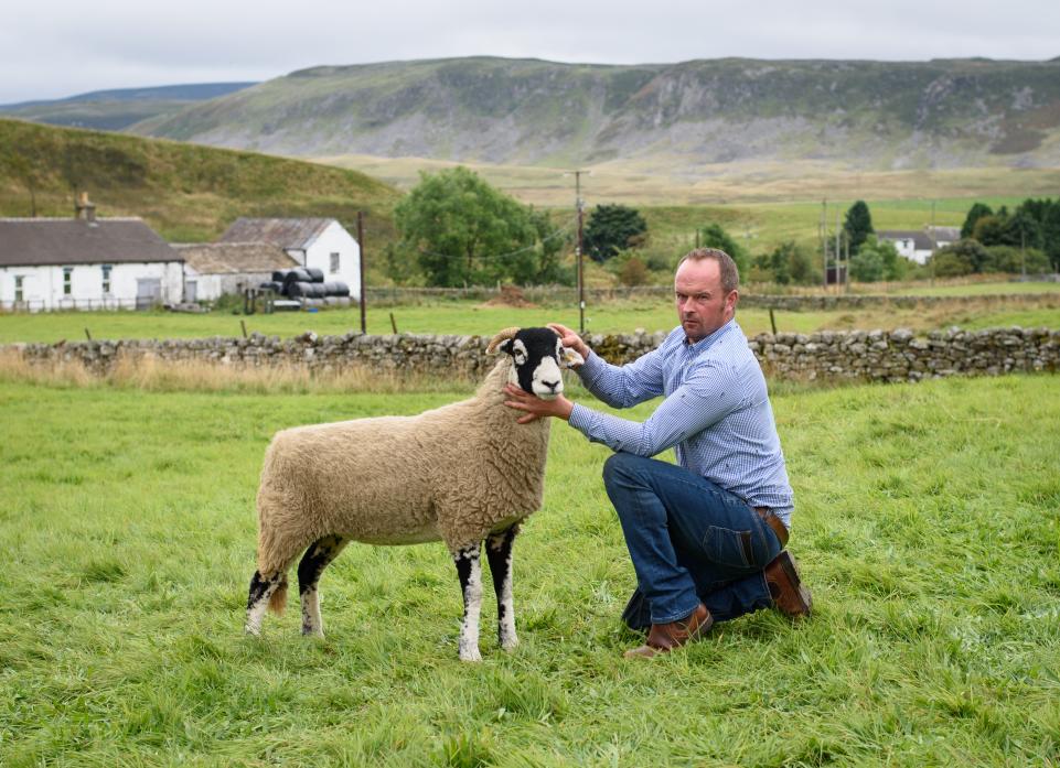 SHOW CHAMPION: Robert Hutchinson’s gimmer shearling was the supreme champion of the day. The ewe was sired by a Paul Hallam tup which the Bowes farmer bought for £20,000. Below, sheep in the pens 							            TM pic