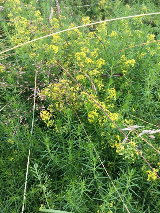 QUITE A SIGHT: Ladies’ bedstraw can be seen on the upper Demesnes