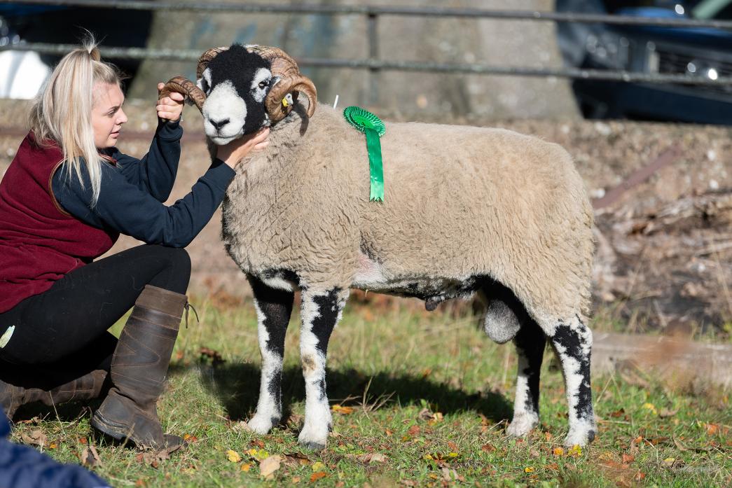 STAND OUT: The shearling ram which sold for £38,000 at Kirkby Stephen  Pic: Wayne Hutchinson