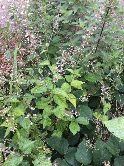 LITTLE GOING FOR IT: Enchanter’s nightshade cane be found in the grounds of The Bowes Museum
