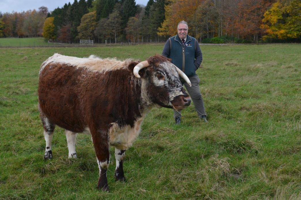 SIMPLY THE BEST: Raby Estates farm consultant Robert Sullivan with the Northern Longhorn Breeders Group’s top senior heifer Raby Shelly