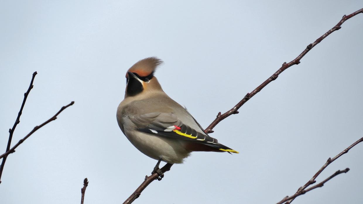 UK VISITOR: The waxwing