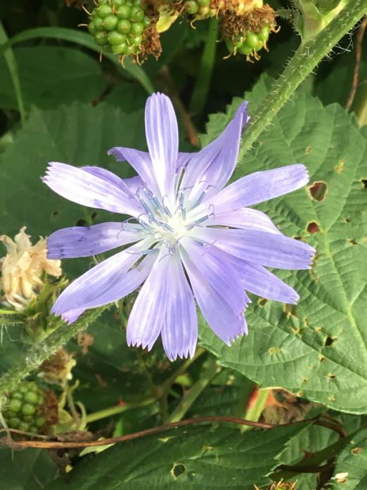 WELL KNOWN: Chicory has been a useful culinary ingredient since about 300BC
