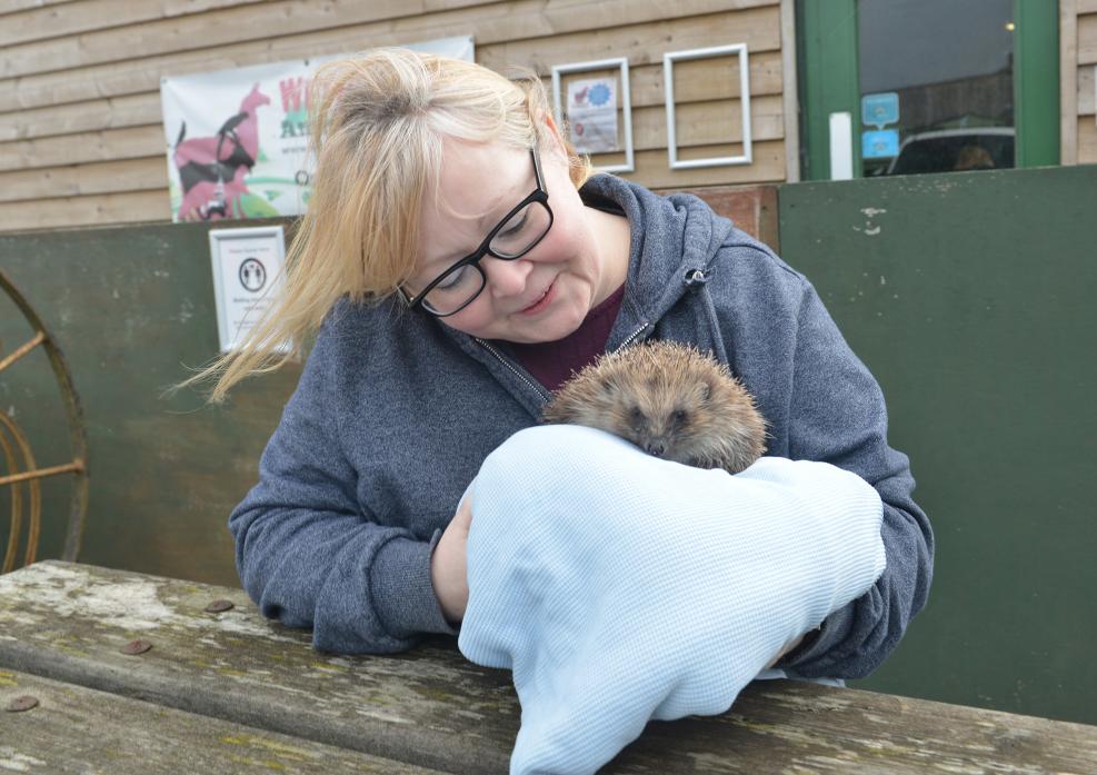 REHABILITATION: Volunteer Sharon Dixon cares for one of the rescued hedgehogs that will be released into the wild