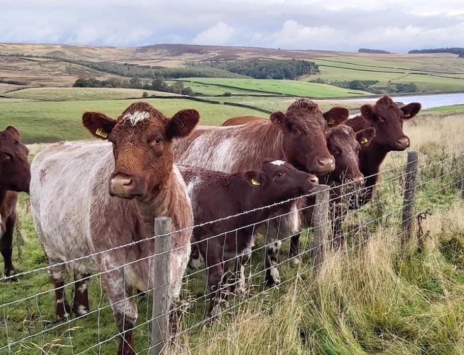 ANNIVERSARY: The North of England Beef Shorthorn Association will be bring up to 60 head to the Bowes Show in September