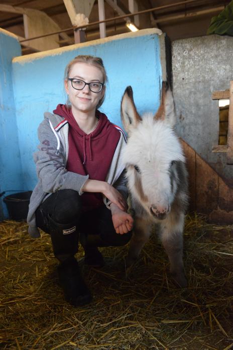 LITTLE STAR: Veterinary nurse hopeful and Wetheriggs Animal Shelter volunteer Megan Blaireau with celebrity miniature Mediterranean donkey Lorenzo TM pic