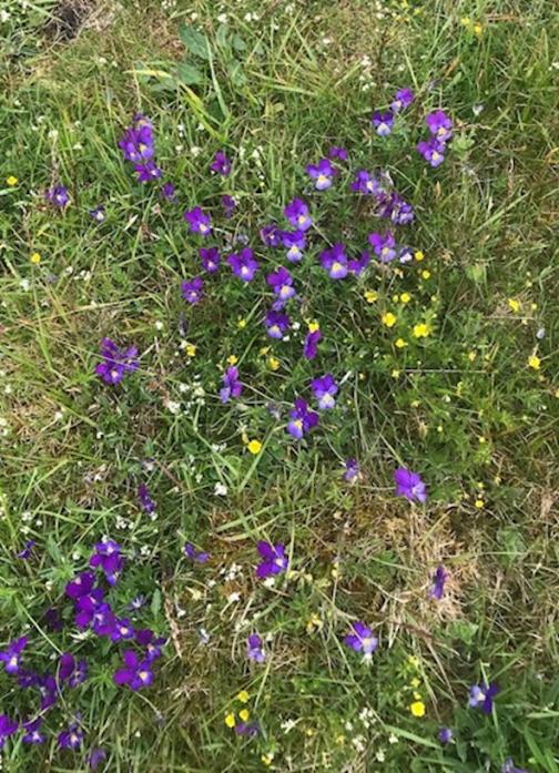 STUNNING: The Latin name means “yellow” but purple petals are common on violas in the North Pennines