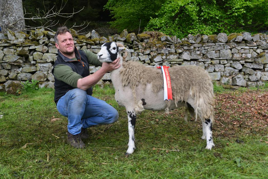 BEST IN SHOW: David Mallon’s gimmer shearling was judged supreme champion of Middelton-in-Teesdale Spring Show of Swaledale Sheep on Saturday			            TM pic