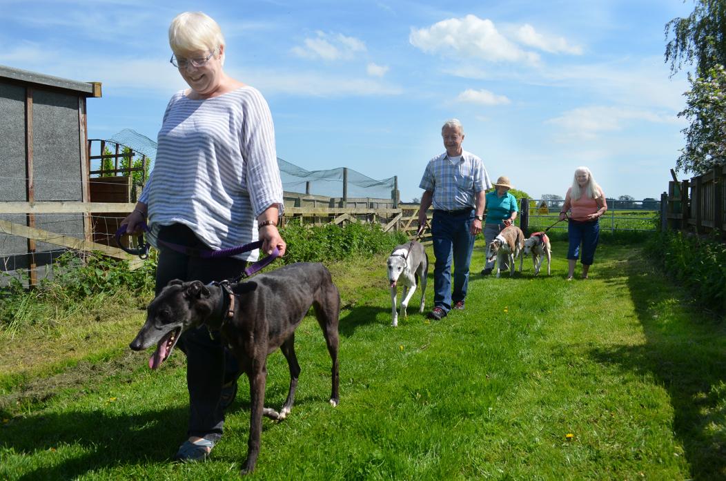 WALKIES: Sheila Wylie with May, Richard Laidler and Sky, Glynis Laidler with Bess and Carroll Trevor with Amber, prepare for this year's Hutton Magna Great Global Greyhound Walk