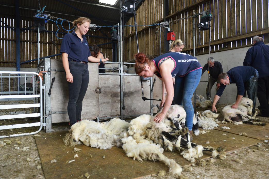 HARD WORK: Veterinary technician Lucy Mulley watches as Ashleigh Wearmouth sheers a sheep