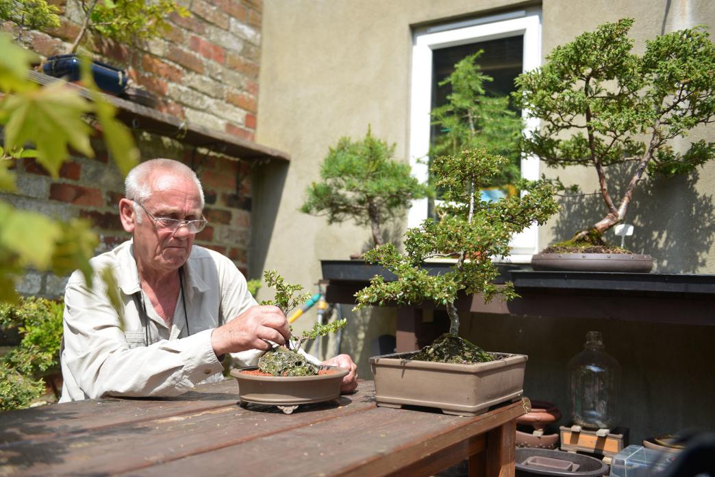 MINI TREES: Frank Smith works on one of his miniature bonsai trees
