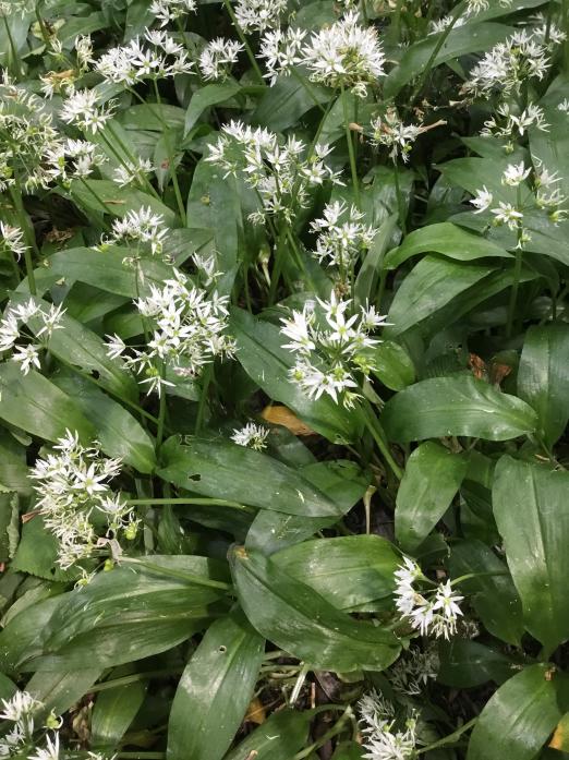 SWEET SMELL OF SUCCESS: Wild garlic has been used in cookery for centuries