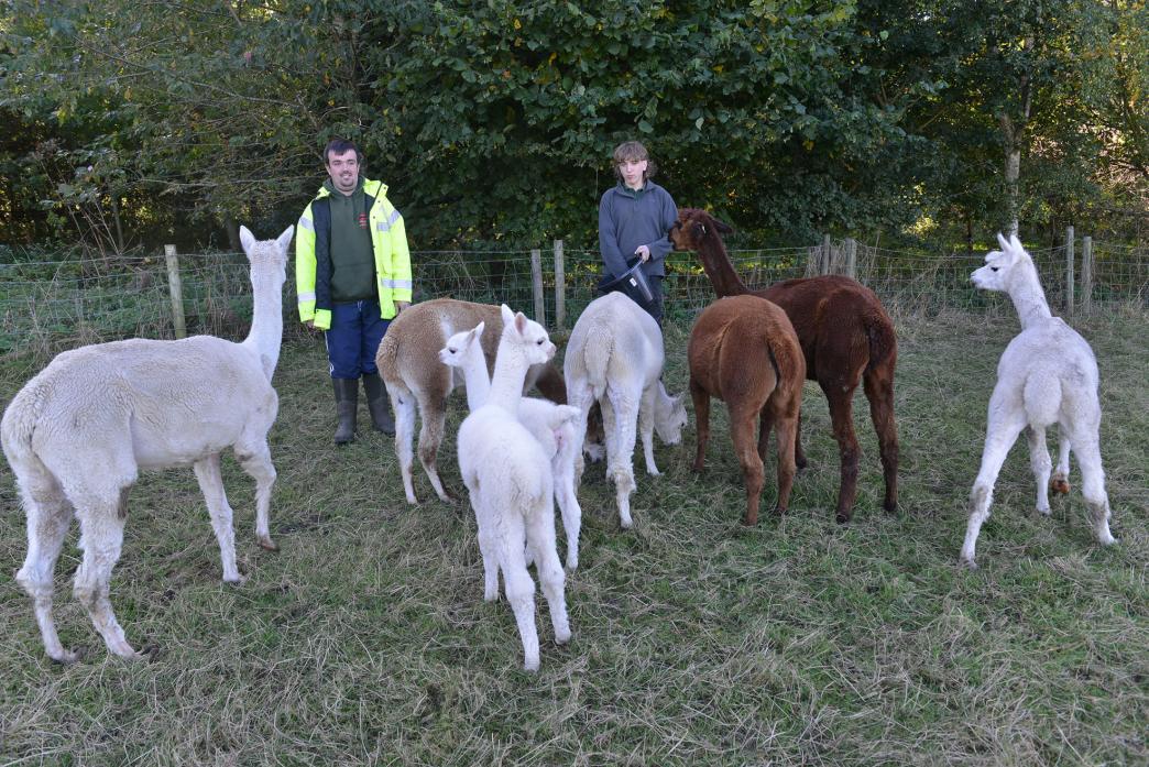 STAR ATTRACTIONS: Apprentice manager Matthew Lynn and volunteer Stephen Mounter with the alpaca flock that includes to two new-borns