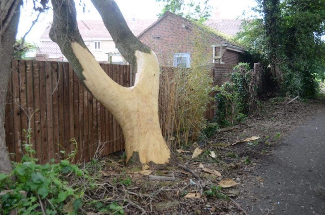 TREE ATTACK: The damaged trees in and around Flatts Wood