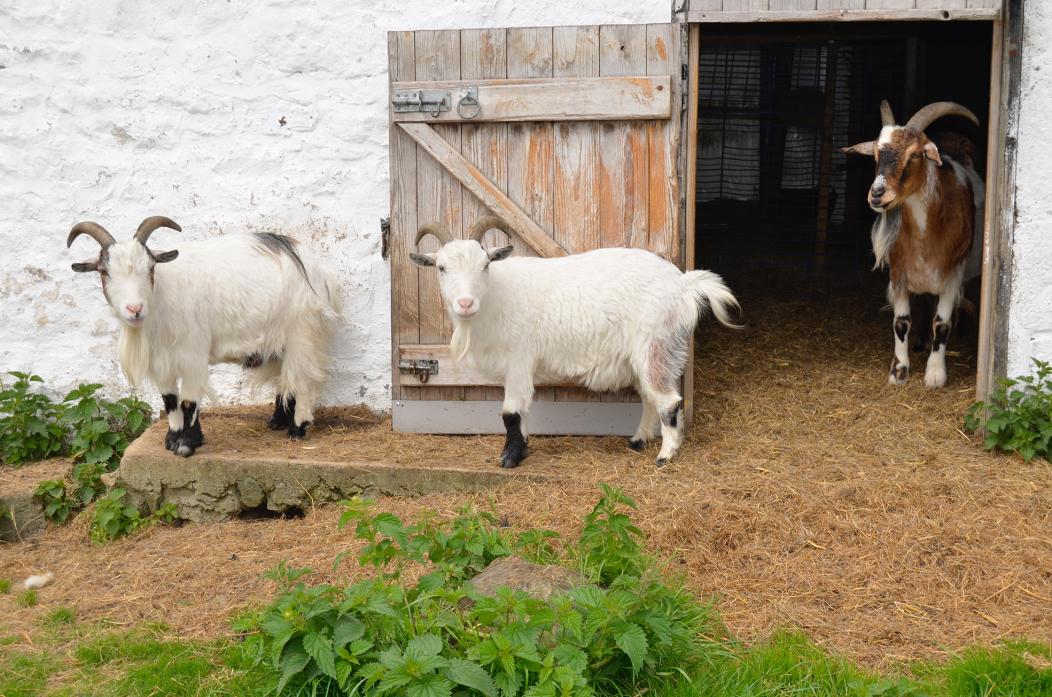 MOVING ON: Pygmy goats Tom and Gerry are among four males which Pat Kingsnorth is keen to find new homes for as she downsizes the Ark on the Edge sanctuary