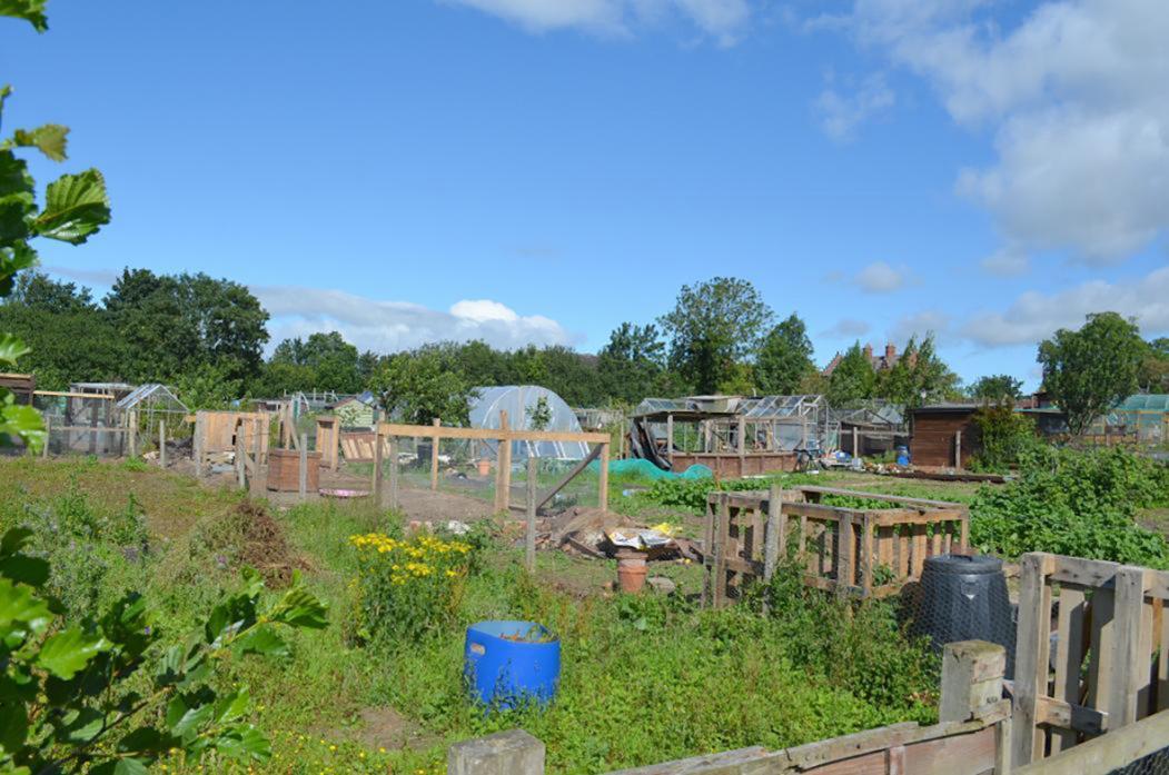 JOY OF SIX: Allotment holders are to be allowed up to six chickens on their plots at Gainford, where efforts are also being made to clear uncultivated gardens			             TM pic