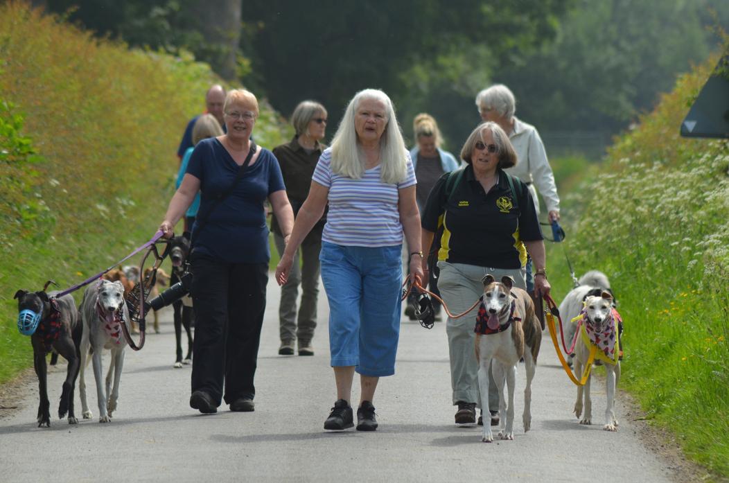 STEPPING OUT: Sheila Wylie, Glynis Laidler and Carroll Trevor lead the way at the Hutton Magna Great Global Greyhound Walk