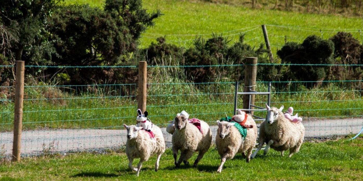 FLEECE LIGHTNING: Sheep racing will be a crowd-pleaser at the new named Eggleston Gala on June 15
