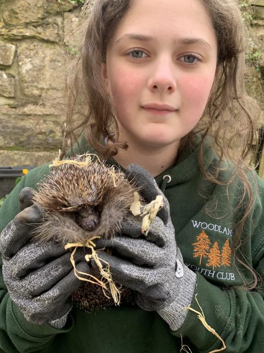 PRICKLY SITUATION: Sophie Hebdon about to weigh one of the hedgehogs she is rehabilitating