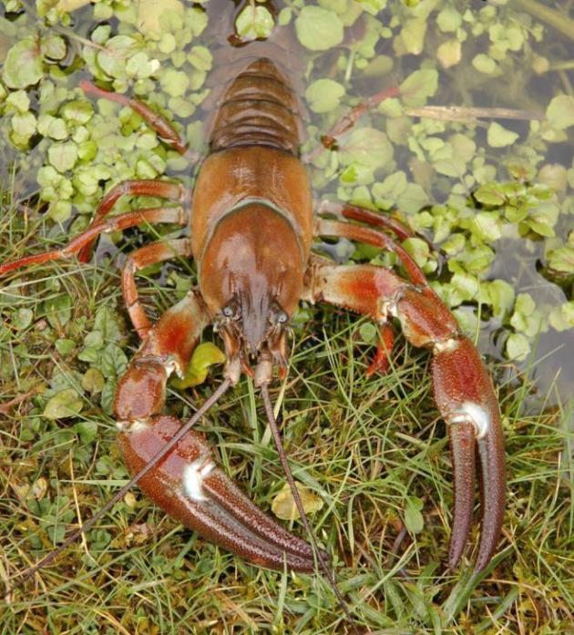 WREAKING HAVOC: A signal crayfish – an invasive species. It is a voracious predator, feeding on a fish, frogs and invertebrates, as well as plants and even their own kind