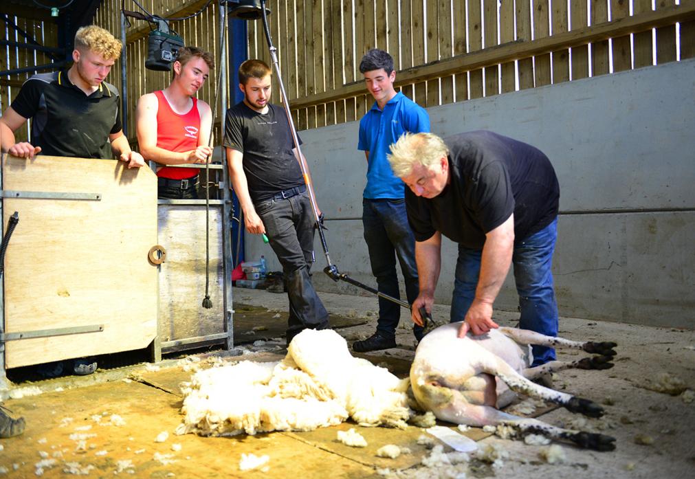 CLOSE SHAVE: Instructor Bill Mason demonstrates how to shear a sheep, watched by Ryan Henderson, Jack Hutchinson, Jack Maddison and Peter Medd