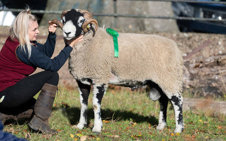 Clive's shearling ram sells for £38,000 at annual SSBA sale
