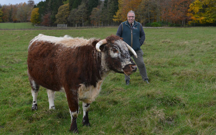 Raby herd is judged best in the north