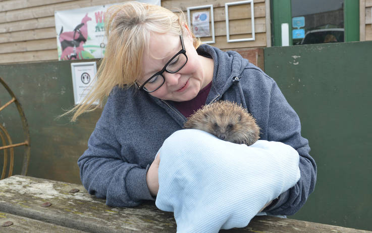 New 'hedgehog hub' to open at animal rescue centre