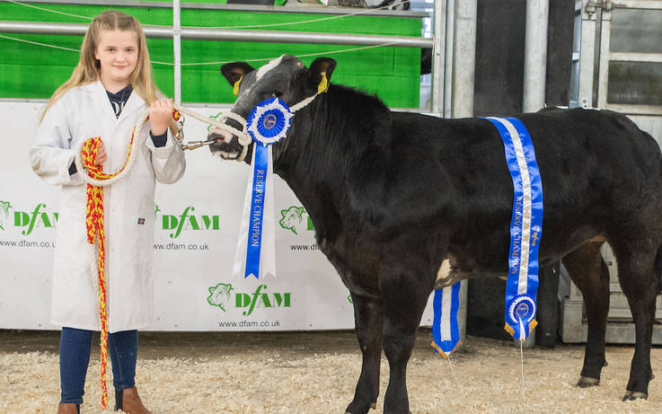 Young Lily’s success in cattle show - Country Life 