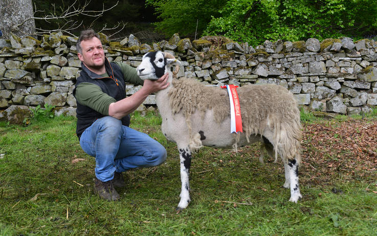Sheep show makes a cracking return after coronavirus hiatus 