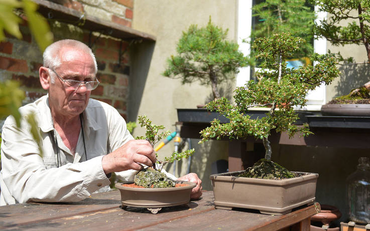 Why small is beautiful for bonsai grower Frank